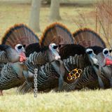 Vicious Gangs of Turkeys Terrorizing The Resort City of Charlevoix