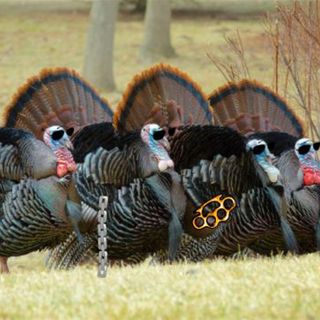 Vicious Gangs of Turkeys Terrorizing The Resort City of Charlevoix