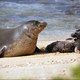 Popular Hawaiian monk seal, Honey Girl, found dead on windward Oahu beach