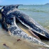 Four gray whales have been found dead in California's Bay Area within eight days | CNN