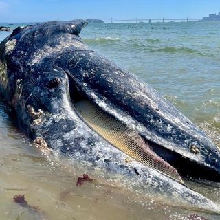 Four gray whales have been found dead in California's Bay Area within eight days | CNN