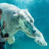 New polar bear arrives at Hogle Zoo from North Carolina