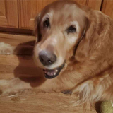 UPDATE: 15-year-old dog in stolen car found dead, family wants justice