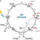 Mechanism and dynamics of fatty acid photodecarboxylase