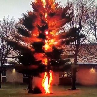 Video shows lightning shatter a tree outside of a Wisconsin high school