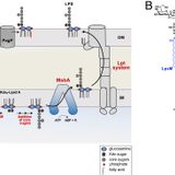 Cardiolipin aids in lipopolysaccharide transport to the gram-negative outer membrane