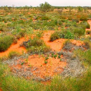 From the vault: How spinifex grasses got their ring shapes