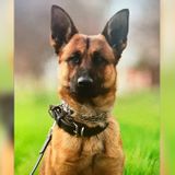 Fresno Police K-9 Stabbed by Suspect, Saves Officer's Life