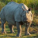 From 75 In 1905 To 3600 In 2020! India's Rhino Population Has Increased By 35 Times In 115 Yrs