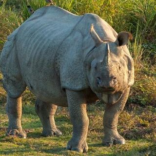 From 75 In 1905 To 3600 In 2020! India's Rhino Population Has Increased By 35 Times In 115 Yrs