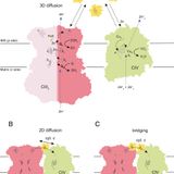 Cryo-EM structure and kinetics reveal electron transfer by 2D diffusion of cytochrome c in the yeast III-IV respiratory supercomplex