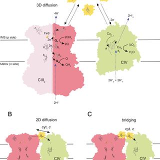 Cryo-EM structure and kinetics reveal electron transfer by 2D diffusion of cytochrome c in the yeast III-IV respiratory supercomplex