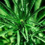New Mexico just legalized marijuana