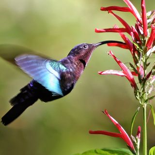 Keep Your Eyes Peeled, Thousands Of Hummingbirds Are Headed Right For Colorado During Their Migration This Spring