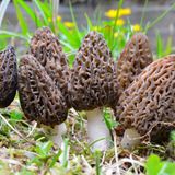 Missouri Dept. of Conservation shares success to finding morel mushrooms