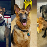 All Chicago firehouse dogs evicted after 1 canine gets out, kills pet