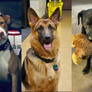 All Chicago firehouse dogs evicted after 1 canine gets out, kills pet