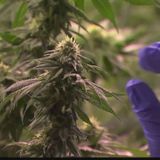 Vireo Health looks to purchase 95 acres and expand into recreational marijuana