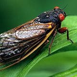 Millions of cicadas set to emerge in Ohio and beyond after 17 years