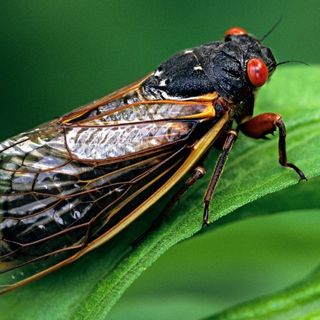 Millions of cicadas set to emerge in Ohio and beyond after 17 years