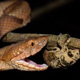 Beware Of Extra Copperheads Out Snacking On Cicadas In Kentucky This Spring