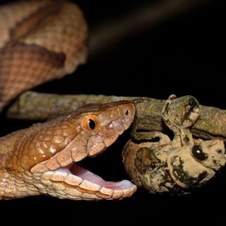 Beware Of Extra Copperheads Out Snacking On Cicadas In Kentucky This Spring