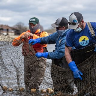 Wildlife Officials Trying New Method To Detect, Remove Invasive Carp In Mississippi River