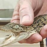 Baby crocodiles at large in Broome after slipping out of Malcolm Douglas Crocodile Park - ABC News