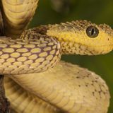 Worker Bitten By Viper at San Diego Zoo