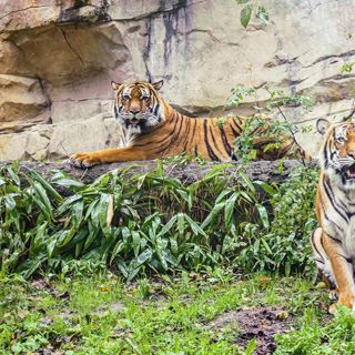 Two Virginia Zoo tigers test positive for COVID-19