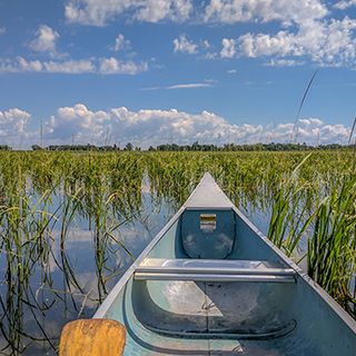 EPA directs Minnesota to list waters impaired for wild rice | MinnPost