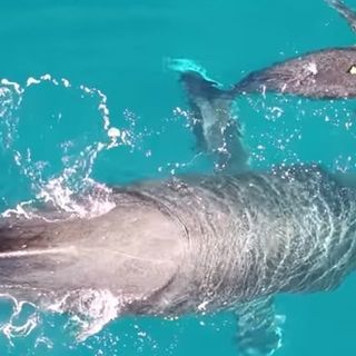 Scientists Capture Incredibly Rare Video Of Humpback Whales Nursing