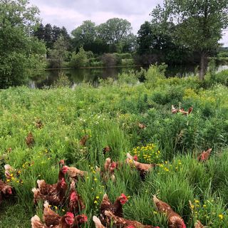 Young, beginning farmers work to bring small farming back to Wisconsin