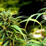 Wisconsin Governor ‘Tired’ Of Marijuana Revenue Going To Illinois Next Door