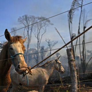 The global campaign to make environmental destruction an international crime