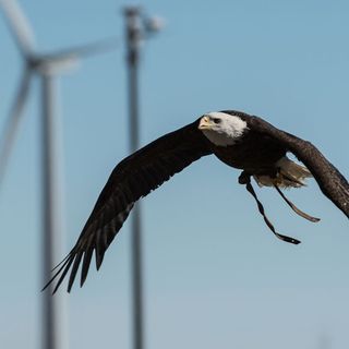 How researchers can keep birds safe as U.S. wind farms expand