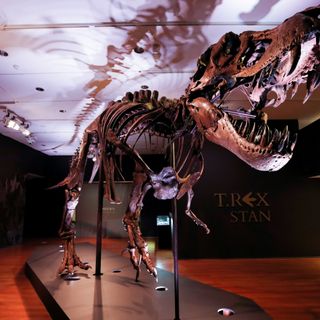 ‘Like Godzilla, but actually real’: study shows T. rex numbered 2.5 billion