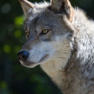 Wisconsin DNR Gathering Input On Fall Wolf Hunt, Wolf Management