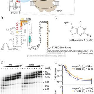 A translational riboswitch coordinates nascent transcription–translation coupling