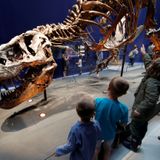 Around 2.5 billion Tyrannosaurus rex have walked the Earth, according to new study