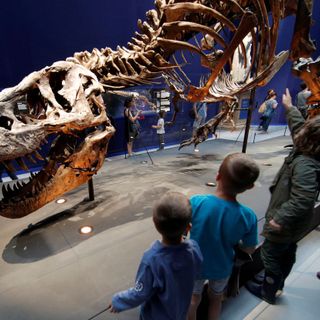 Around 2.5 billion Tyrannosaurus rex have walked the Earth, according to new study