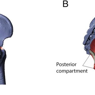 Biomechanical trade-offs in the pelvic floor constrain the evolution of the human birth canal