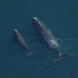 Successful right whale calving season but fight continues for critically endangered species