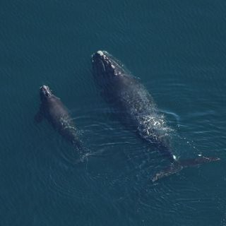 Successful right whale calving season but fight continues for critically endangered species