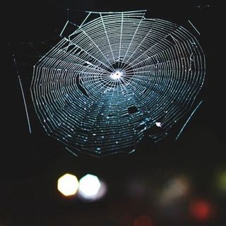 Scientists Translated Spiderwebs Into Music, And It's Beyond Stunning