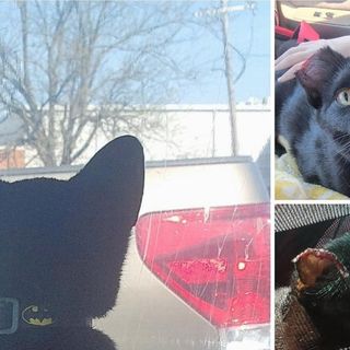 Cat leaves Cabot Animal Shelter with half an ear, vet apologizes for 'mess up'