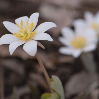 Audio postcard: Too many signs of spring to count