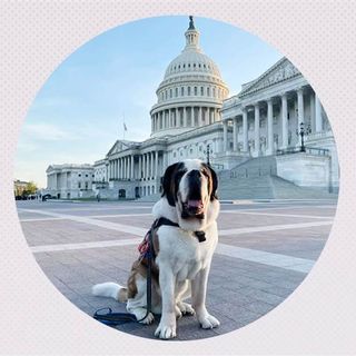 Social media sensation Officer Clarence offers canine comfort at US Capitol