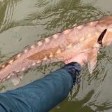 Extremely rare shortnose sturgeon caught in Potomac River excites biologists and fishermen