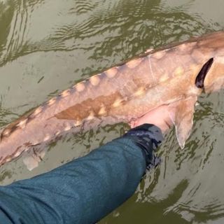 Extremely rare shortnose sturgeon caught in Potomac River excites biologists and fishermen